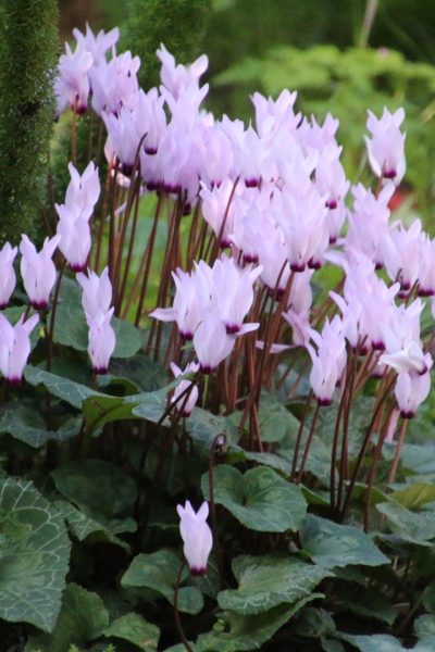 אל רמת הנדיב 1