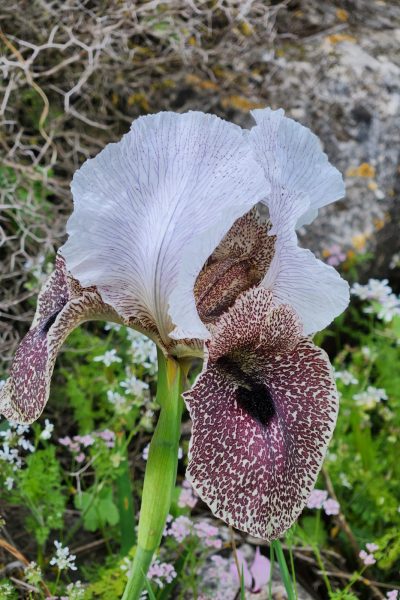 אל רמת הנדיב 9